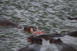 the best time to visit Uganda-Hippos
