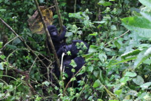 the best time to visit Uganda-Gorilla