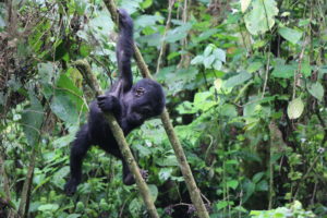 baby gorilla on a 7-days-gorilla-special