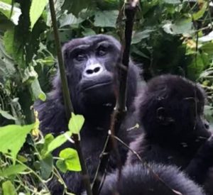 budget gorilla safaris in congo,rwanda, uganda