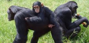 chimpanzee in kibale