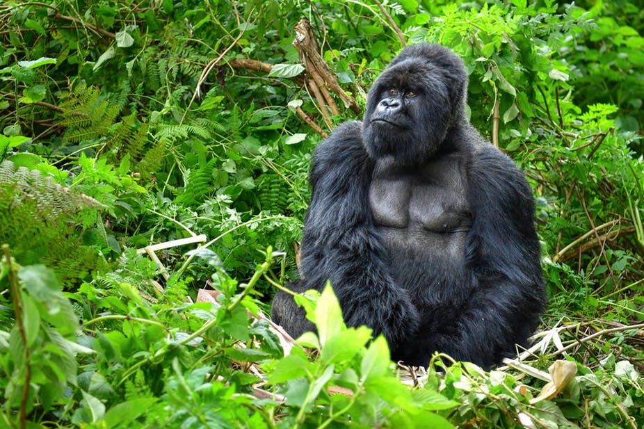 facts about mountain gorillas