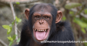 Chimpanzee trekking on a Ugandan safari