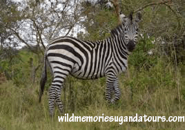 Zebras in Lake mbura National park